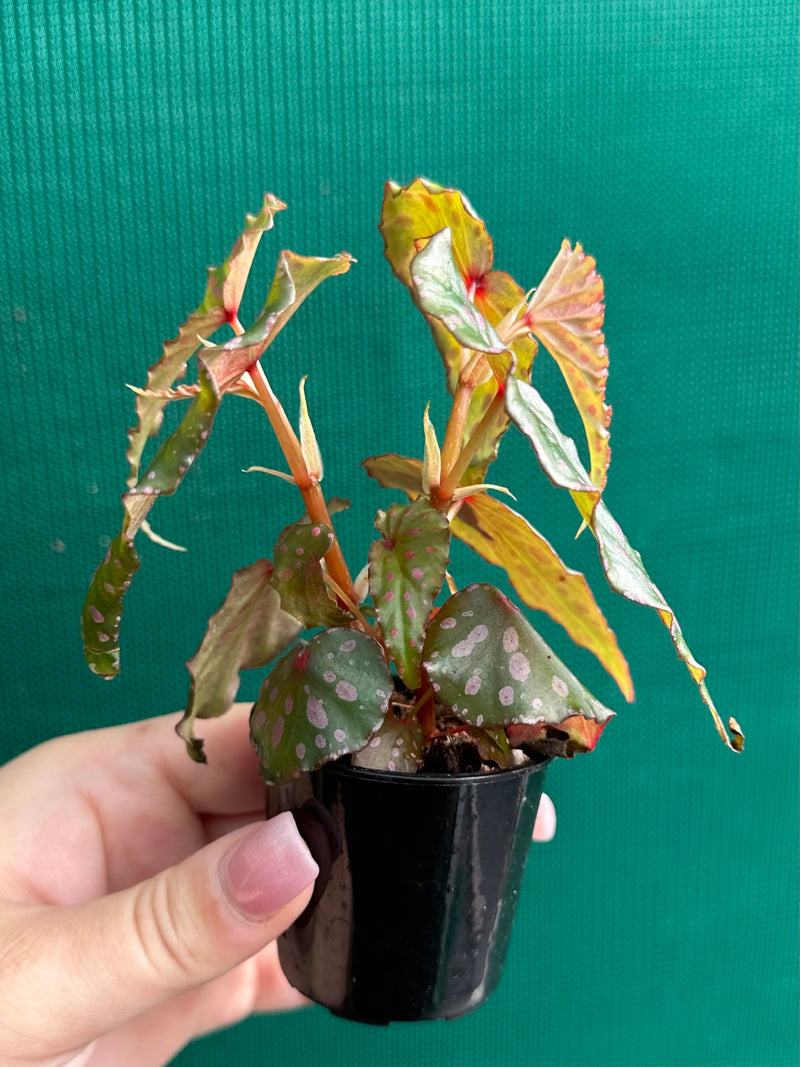 Begonia malachosticta NEW