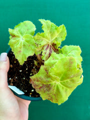 Begonia ‘Peters Pick’