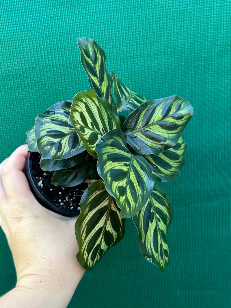 Calathea ‘Makoyana’