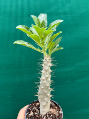 Pachypodium Saundersii NEW