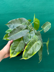 Philodendron ‘Burle Marx’