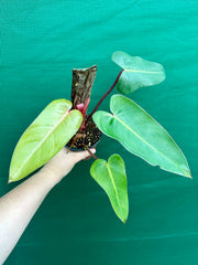 Philodendron ‘Red Princess’