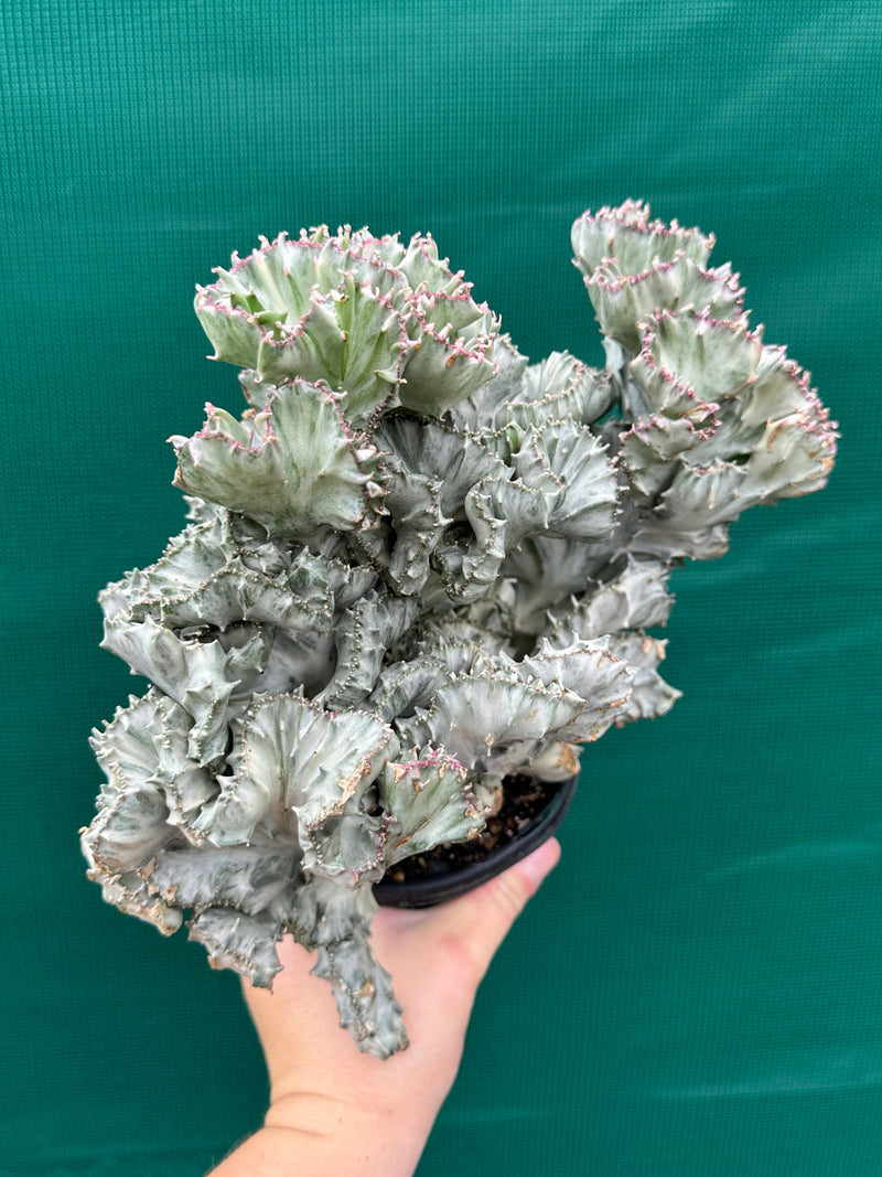 Euphorbia Lactea f. cristata Variegata