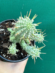 Euphorbia mammillaris variegata ‘Albino Corn Cob’