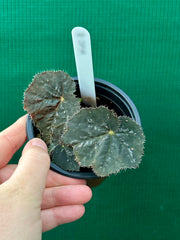 Begonia ‘Shilo’