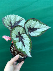 Begonia ‘Lively Ladd’