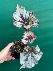 Begonia NOID 70 NEW