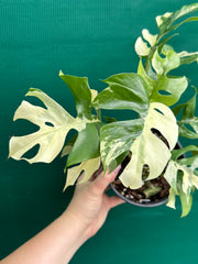 Rhaphidophora Tetrasperma Variegated NEW