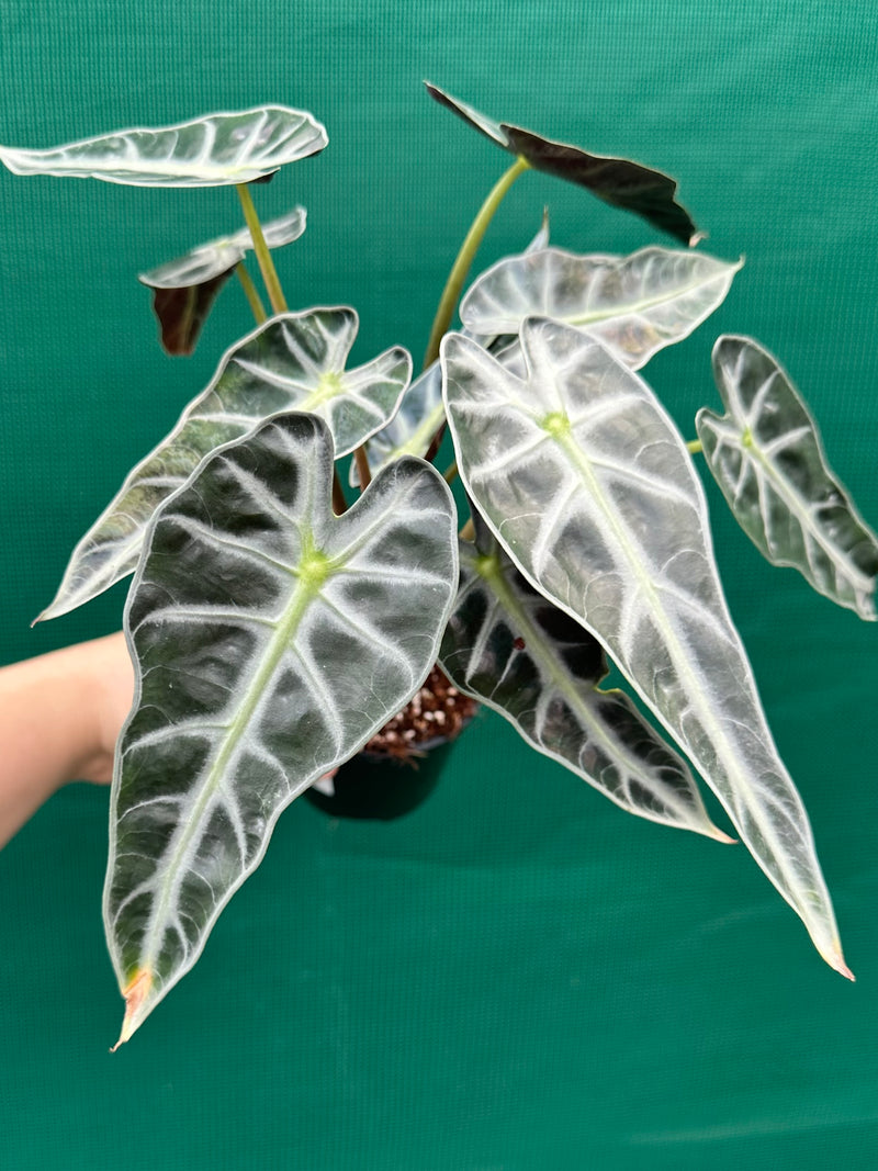 Alocasia ‘Bambino’