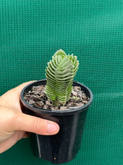 Crassula Buddah’s Temple NEW