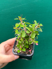 Euphorbia millii ‘Lucky Lady’ NEW