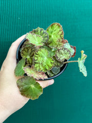 Begonia ‘Yorkes Adagio’ NEW