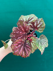 Begonia ‘Hot Pink Spotty’ NEW