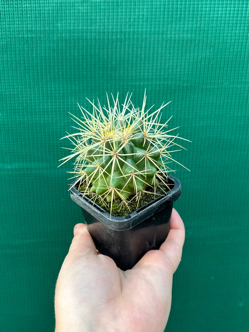 Golden Barrel Cactus