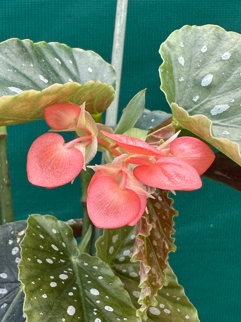 Begonia ‘Tom Ment’