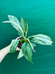 Spathiphyllum ‘Candle Light’