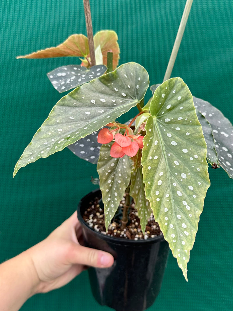 Begonia ‘Tom Ment’