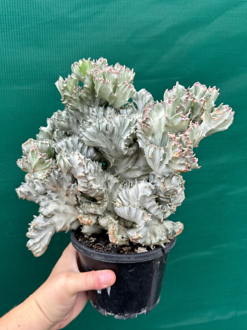 Euphorbia Lactea f. cristata Variegata