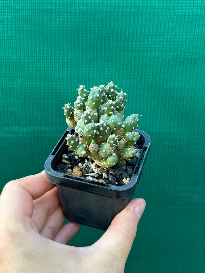 Matucana Polzii