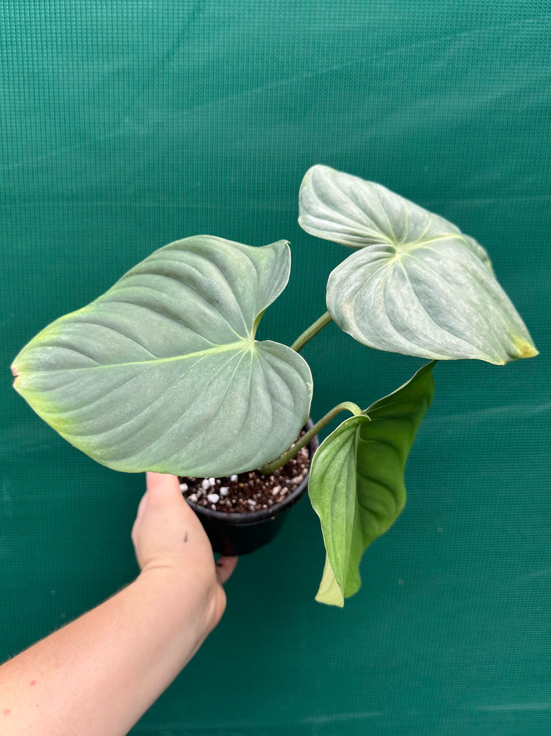 Philodendron ‘Pastazanum x Gloriosum’