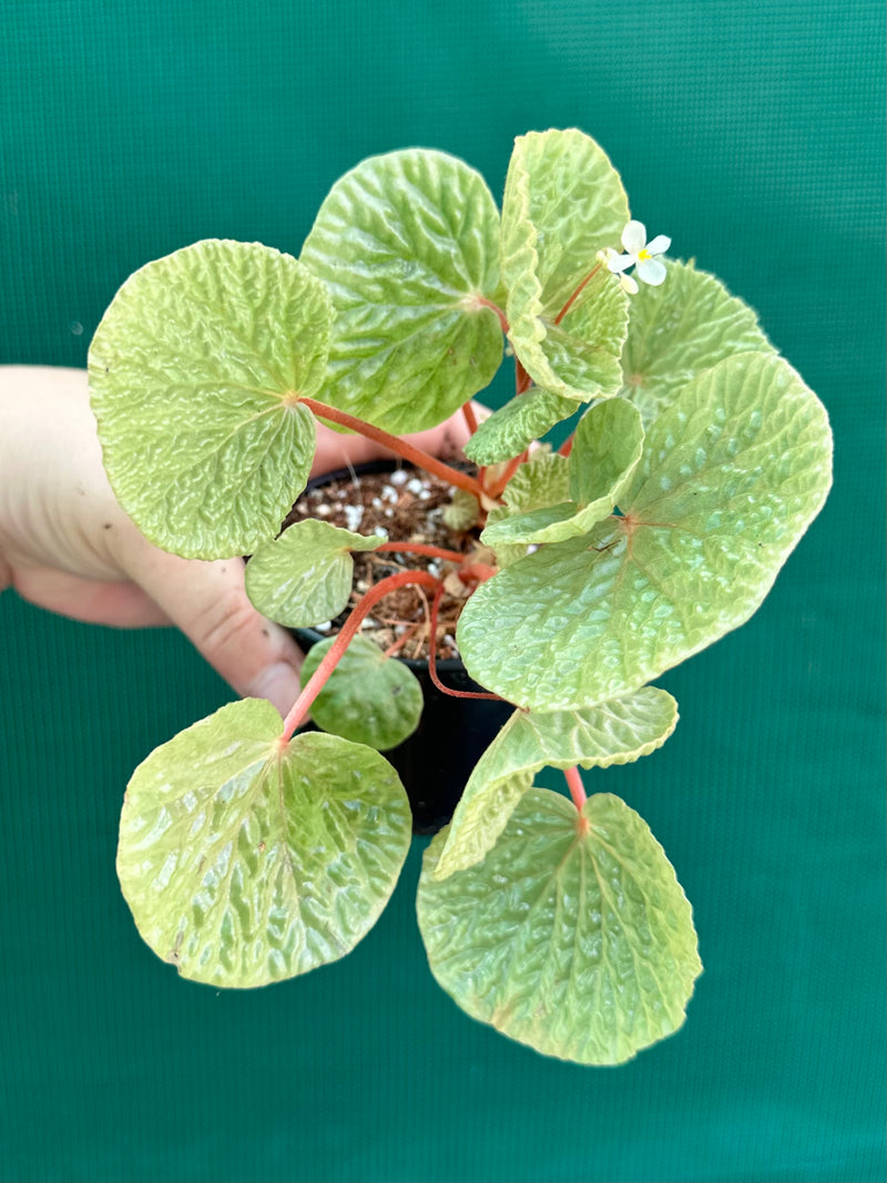 Begonia crispula