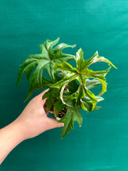 Begonia crassicaulis (species) NEW