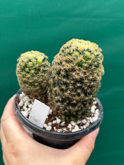 Mammillaria NEW