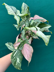 Syngonium ‘Red Spot Tri-Colour’