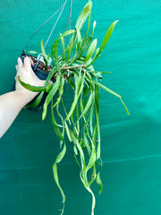 Disocactus Nelsonii Mexico NEW