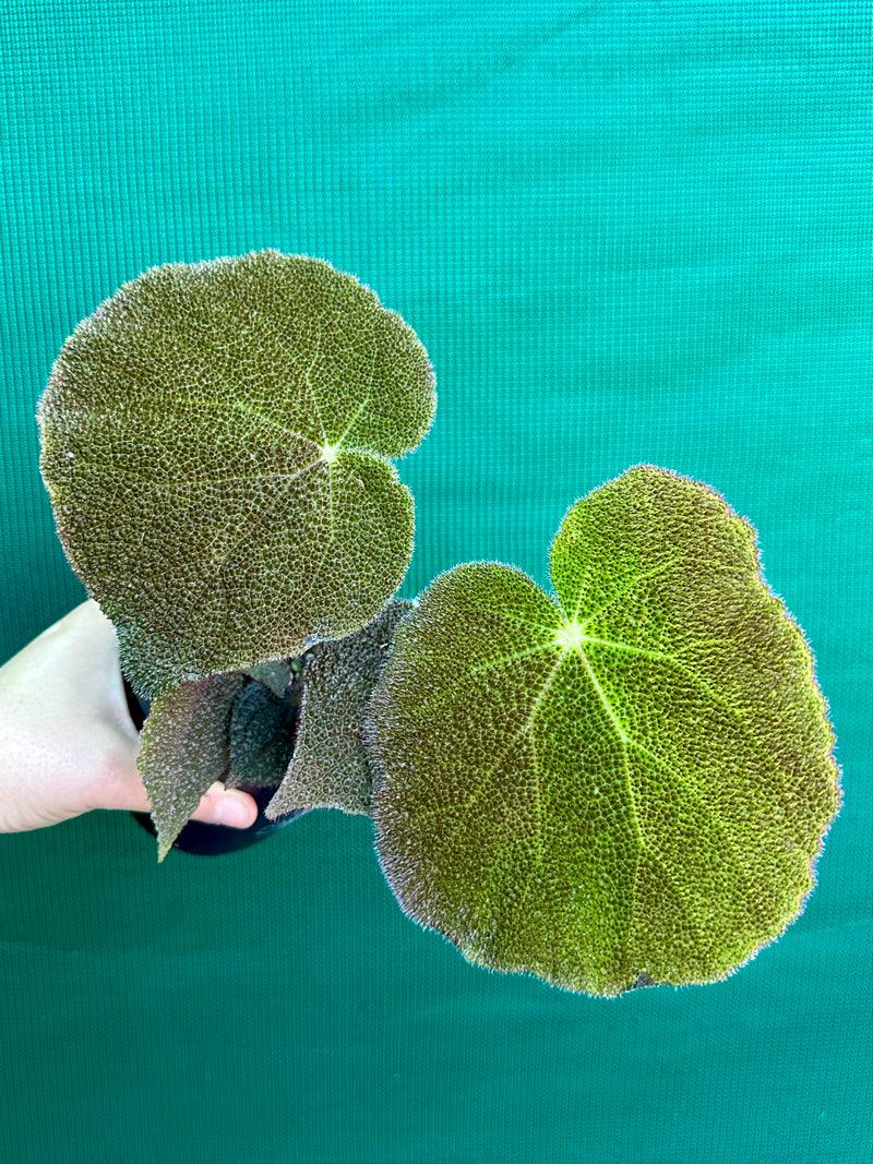 begonia aff. masoniana NEW