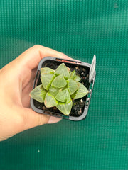 Haworthia ‘Ice City’ NEW