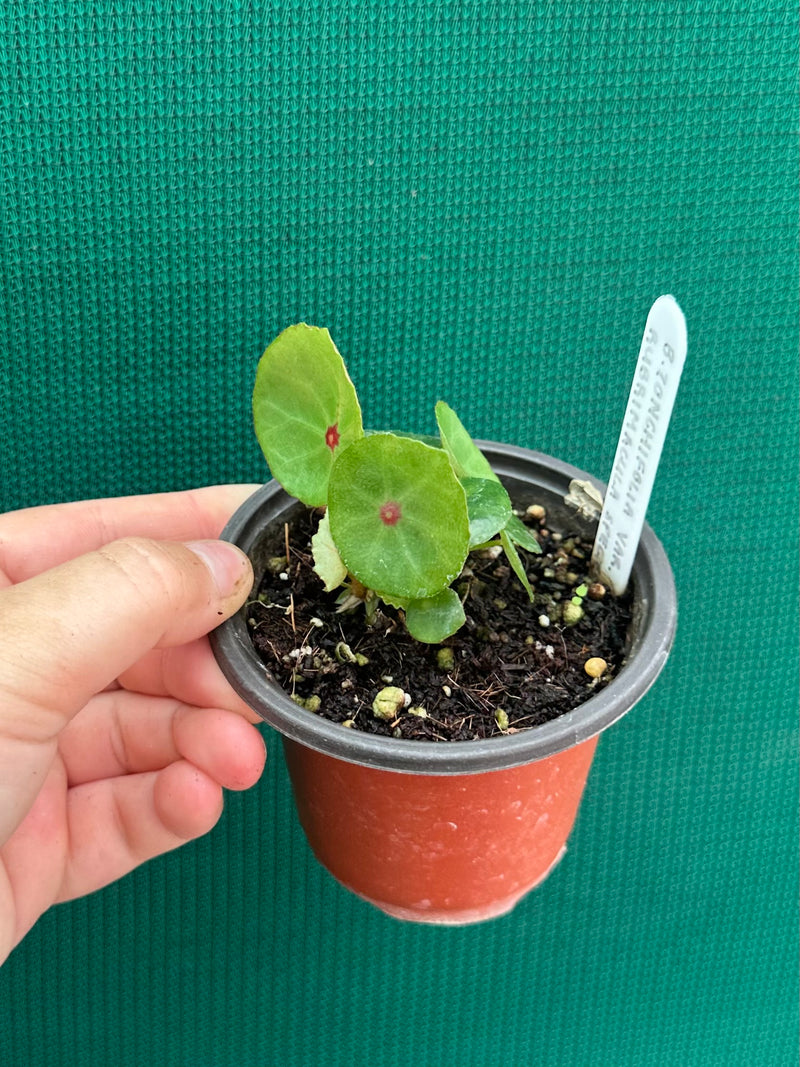 Begonia conchifolia var. rubrimacula NEW