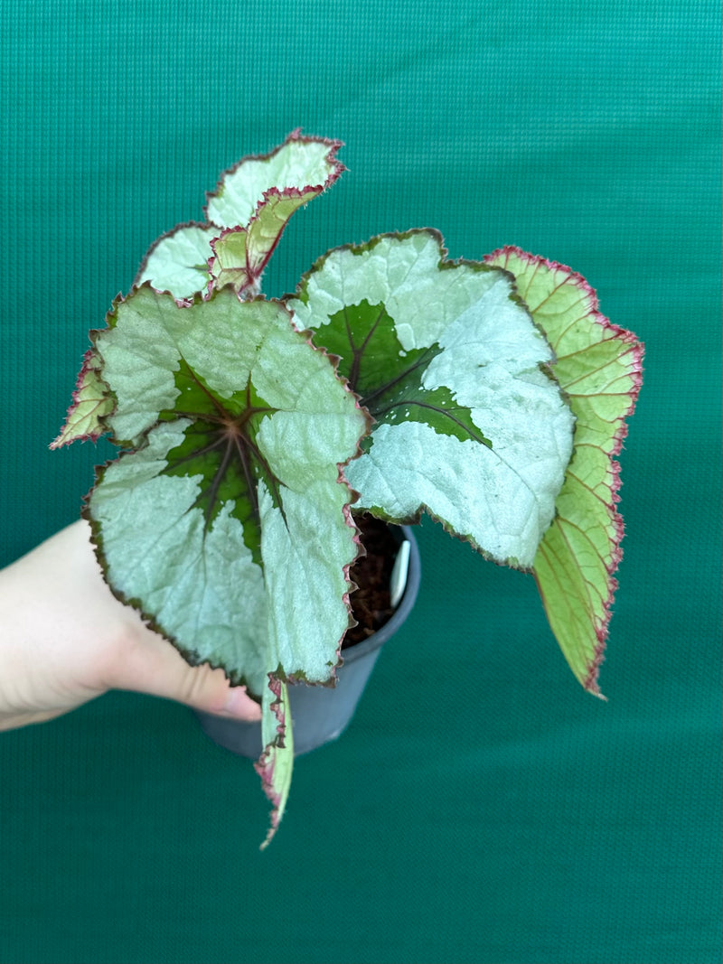 Begonia ‘Silver Anniversary’ NEW