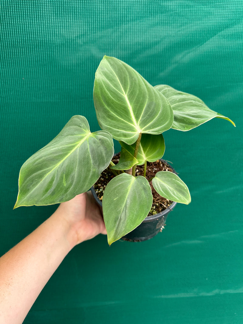 Philodendron ‘Gloriosum’