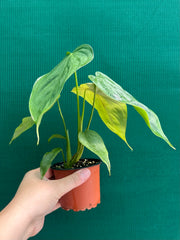 Philodendron ‘Tenue x Plowmanii’