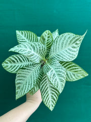 Aphelandra squarrosa 'Snow White'