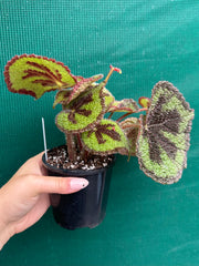 Begonia variegata