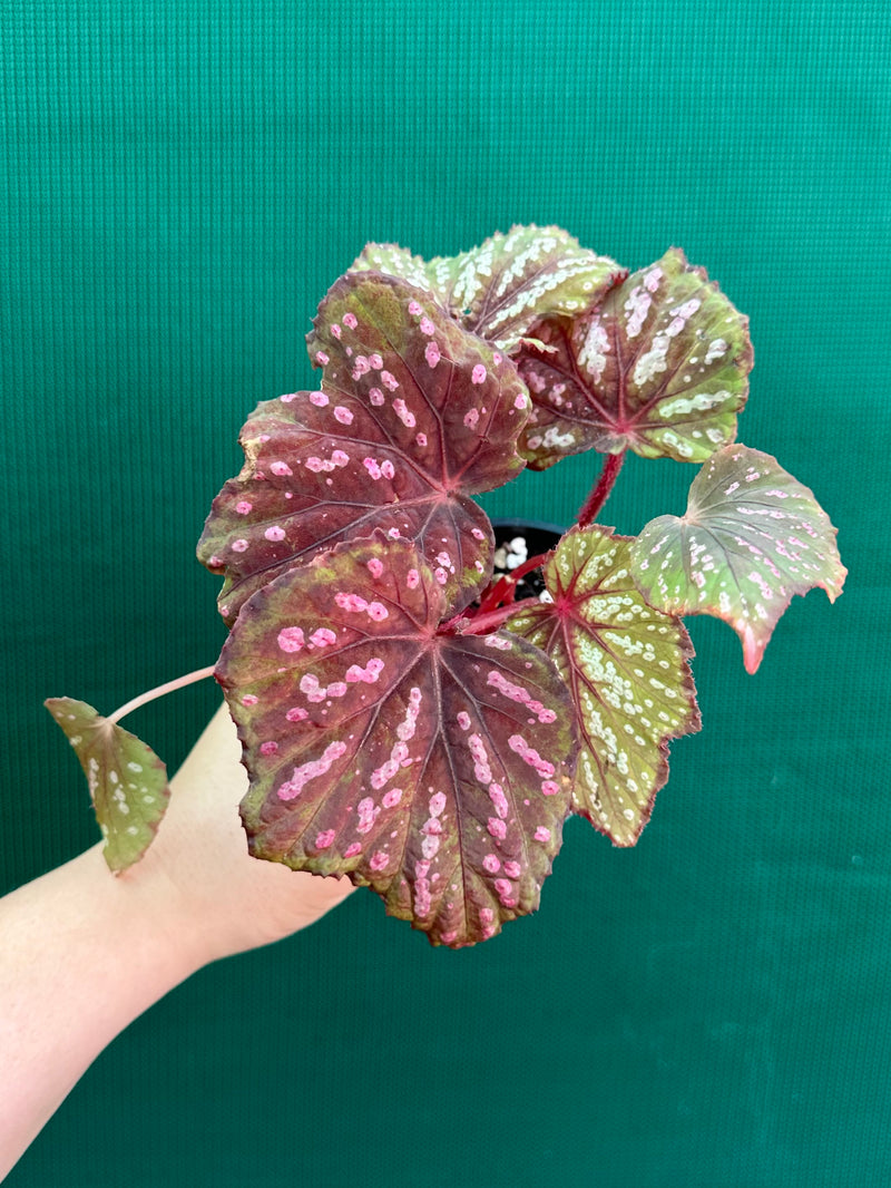 Begonia ‘Hot Pink Spotty’ NEW