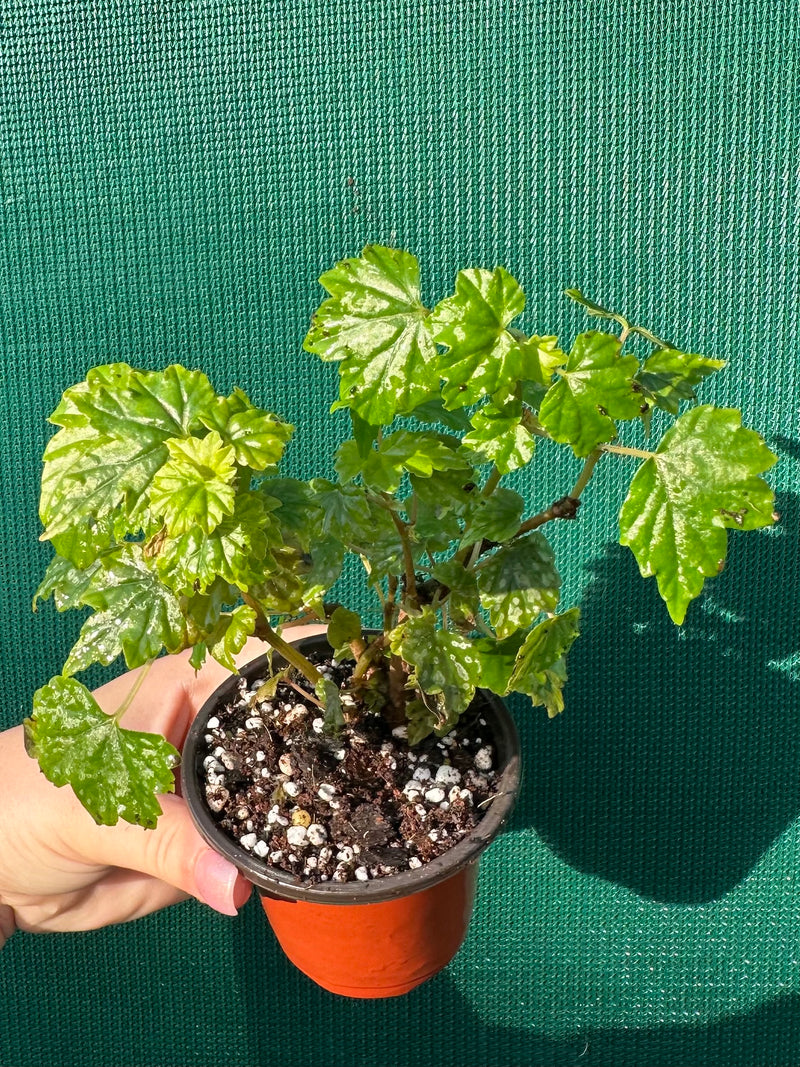 Begonia dregei NEW