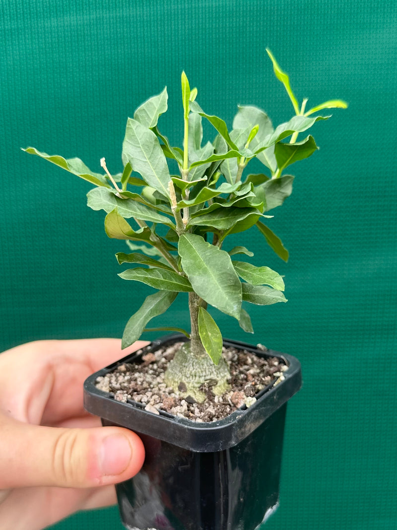 Fockea edulis NEW