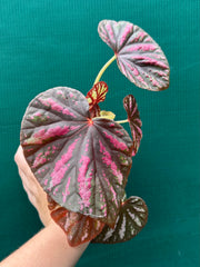 Begonia ‘Candy Stripes’ NEW