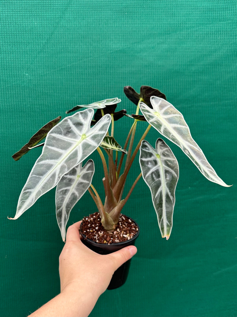 Alocasia ‘Bambino’