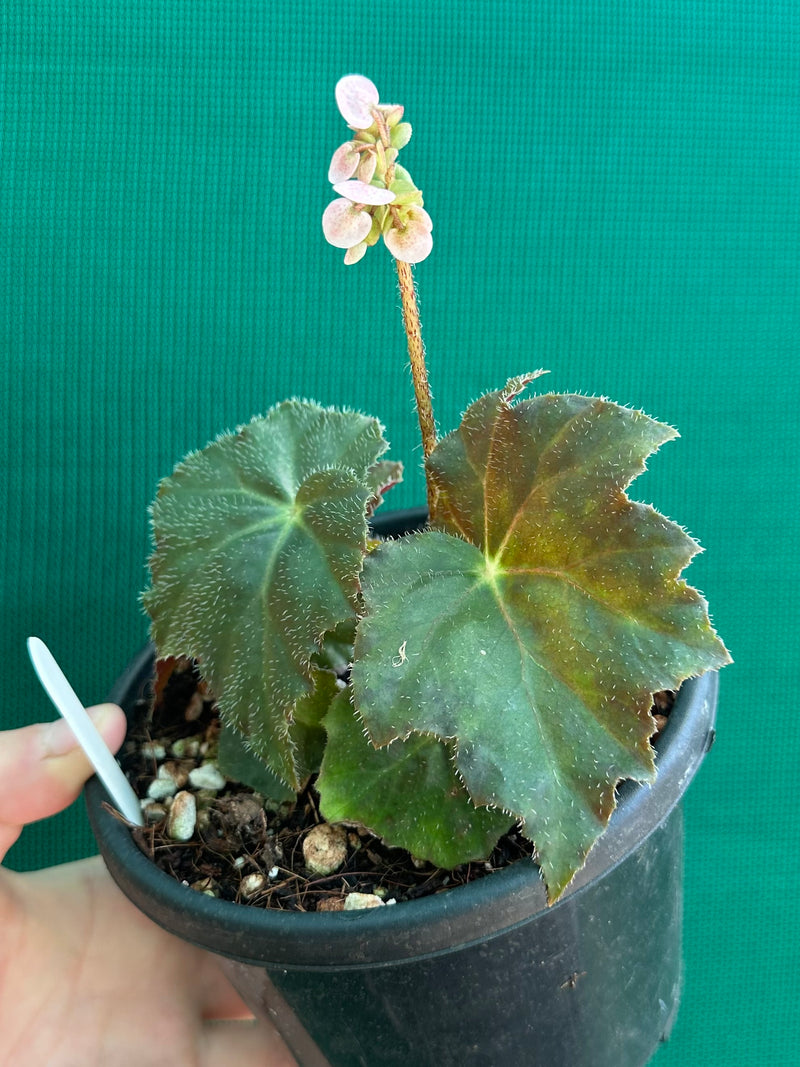 Begonia ‘RB Hybrid 653’