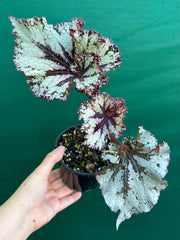 Begonia NOID 70 NEW