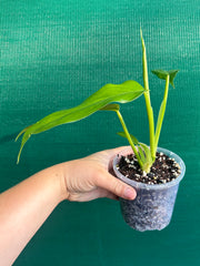 Philodendron ‘Domesticum’