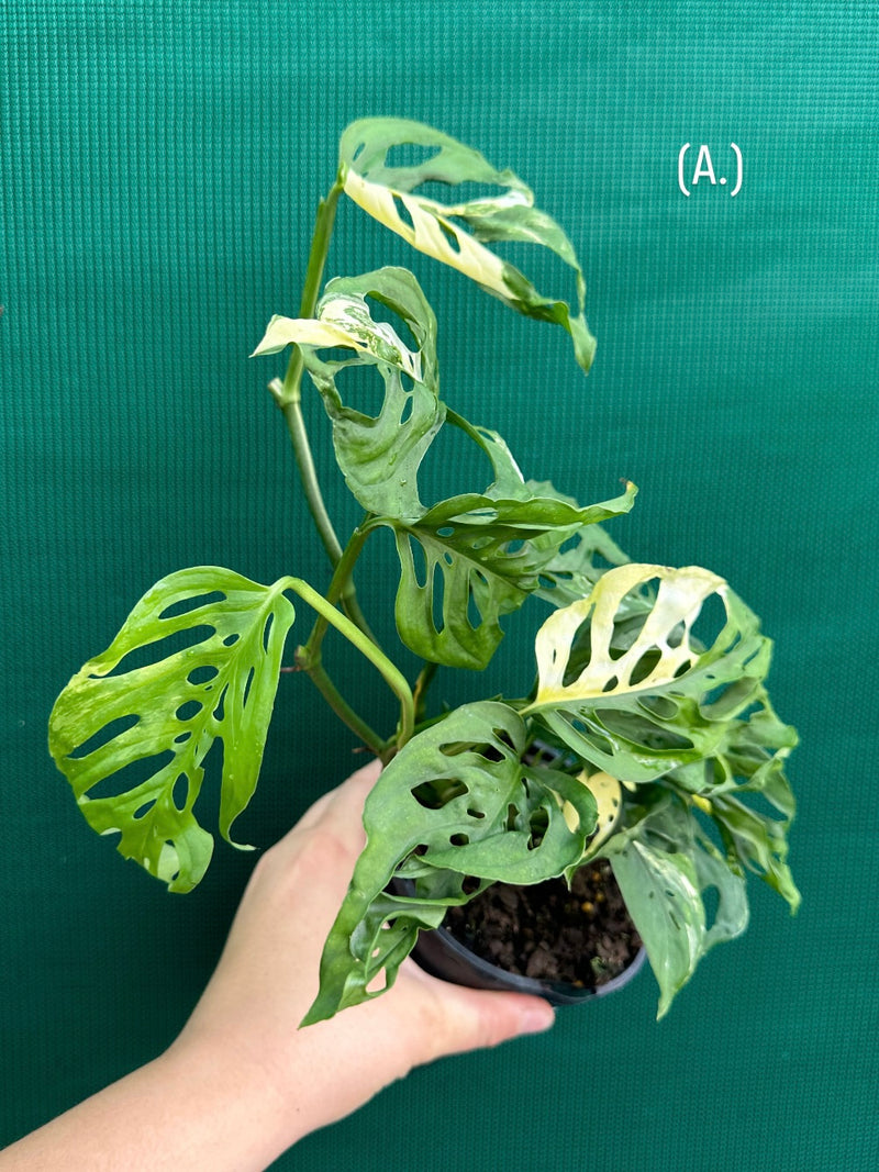 Monstera ‘Adansonii’ Variegated Albo NEW