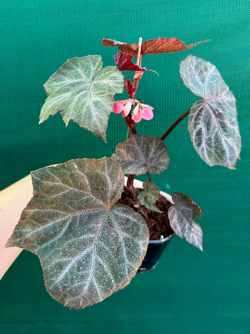 Begonia ‘Robyn’ NEW