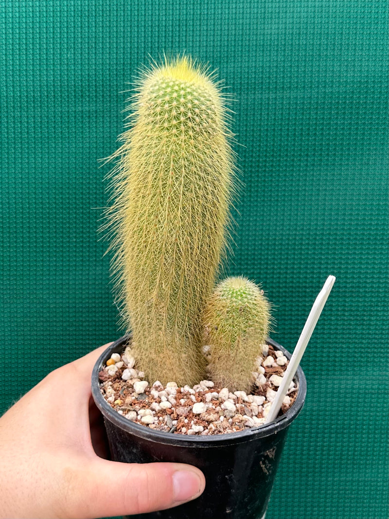 Echinopsis ‘Golden Torch’ NEW