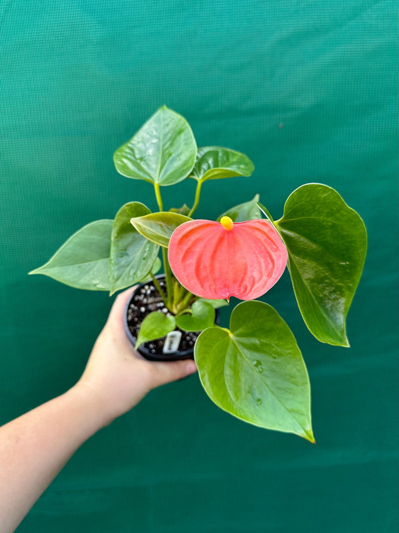 Anthurium NOID 2 NEW