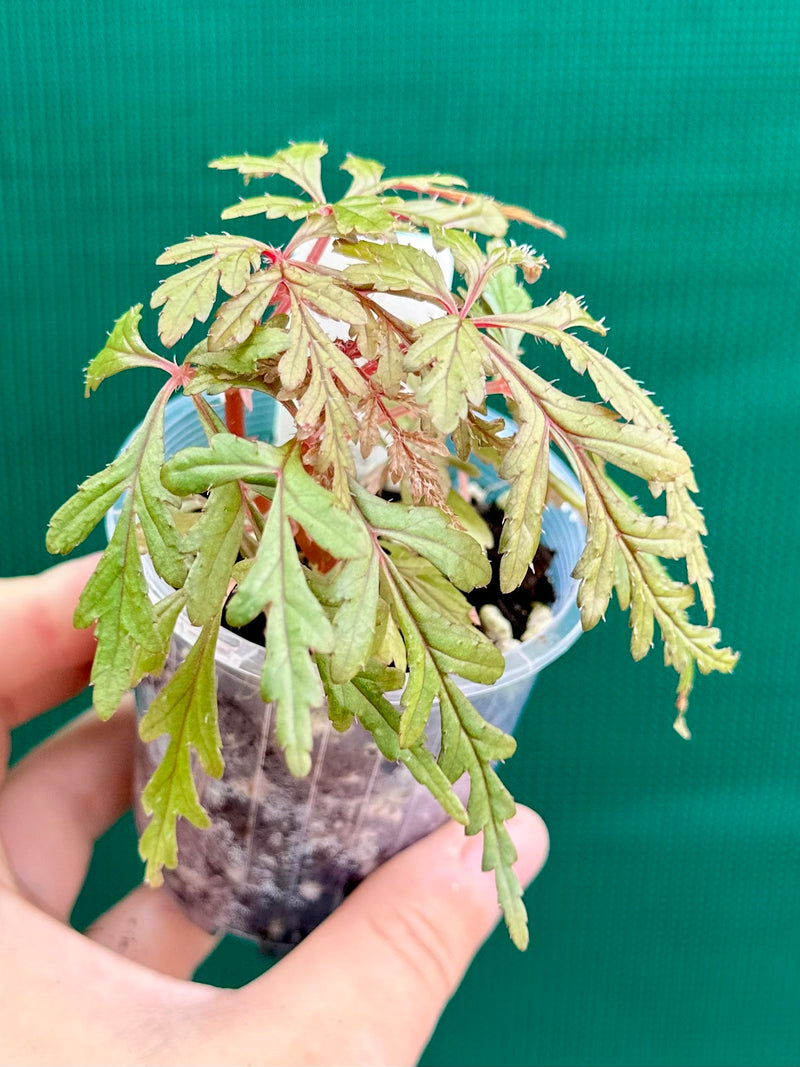 Begonia polilloensis